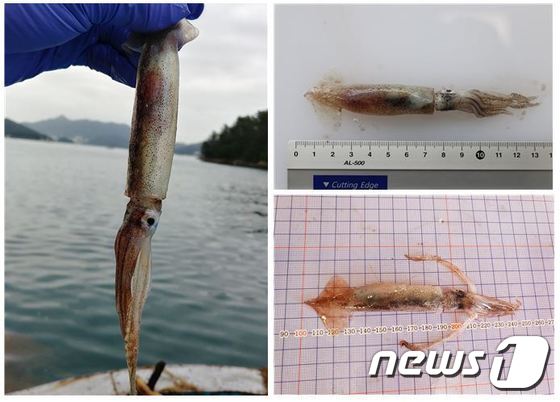 새끼 살오징어 일명 '총알오징어'(해양수산부 제공)© 뉴스1