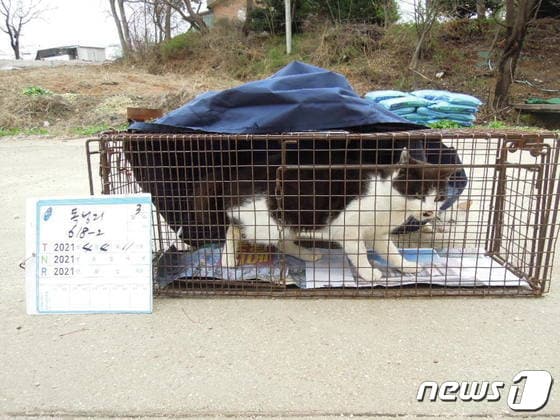 중성화 수술을 위해 포획한 길고양이 모습.(용인시 제공) © News1  
