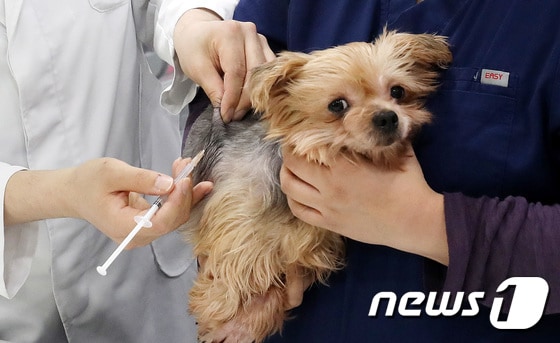 15일 서울의 한 동물병원에서 수의사가 반려견에게 광견병 예방접종을 하고 있다. 2021.4.15/뉴스1 © News1 박지혜 기자