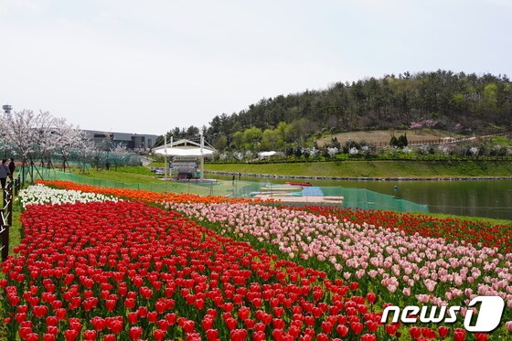 목포시 삼학도 중앙공원 잔디광장 주변에 튤립 등 2만5000여본의 꽃이 만개해 있다. (목포시 제공)2021.4.2/뉴스1