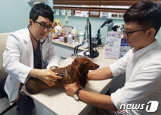윤병국 청담우리동물병원장이 강아지를 진료하고 있다. © 뉴스1