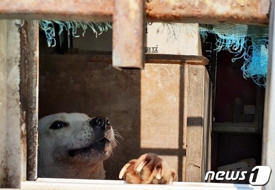 전남 해남군 모처에 살고 있는 A씨가 키우는 개. 컨테이너 안에 살아 관리를 잘 받지 못하고 있다. © 뉴스1 최서윤 기자