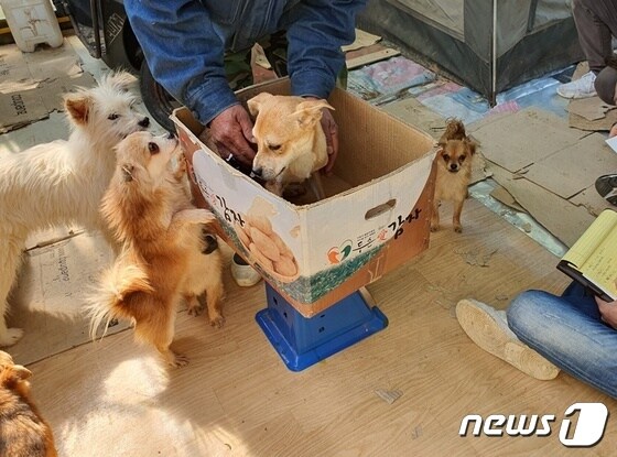 한국반려동물복지센터 관계자들이 전남 해남군 모처에 있는 개 80여 마리의 개체 파악을 하고 있다. © 뉴스1 최서윤 기자