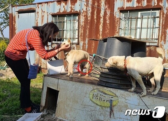 개들이 흥분할까봐 안에 들어가지 않고 밖에서 개들을 보고 있는 박은비 진도투데이 기자 © 뉴스1 최서윤 기자