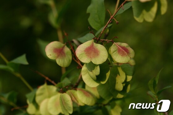 멸종위기종 중 하나인 미선나무의 모습. 둥근 부채모양의 열매를 확인할 수 있다.(국립수목원 제공)© 뉴스1