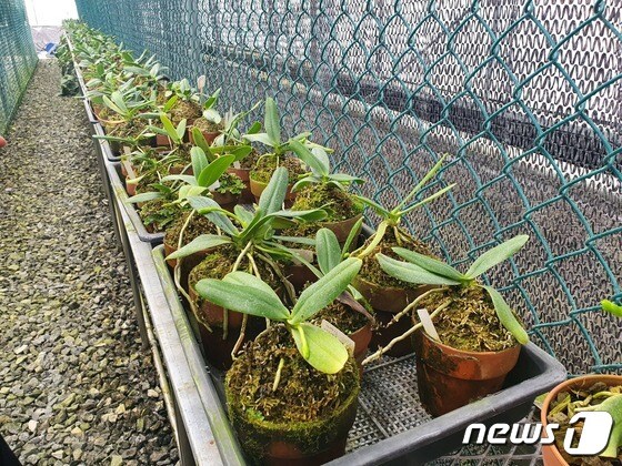 경기 양평군 국립수목원 유용식물증식센터에서 나도풍란의 모습© 뉴스1