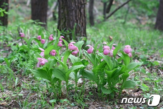 복주머니난초의 모습(국립수목원 제공)© 뉴스1
