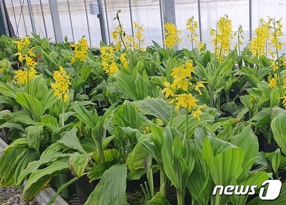 경기 양평군 국립수목원 유용식물증식센터에서 금새우난초의 모습© 뉴스1
