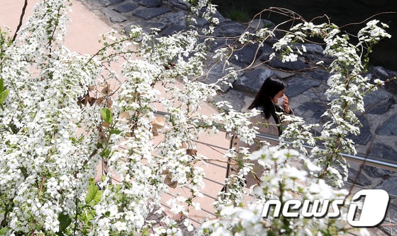 포근한 봄 날씨가 이어진 6일 오전 서울 종로구 청계천에서 시민들이 조팝나무 아래로 산책을 즐기고 있다. 2021.4.6/뉴스1 © News1 조태형 기자
