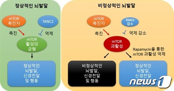 TANC2에 의한 mTOR 신호전달체계의 균형 유지 모식도(IBS 제공) ©뉴스1
