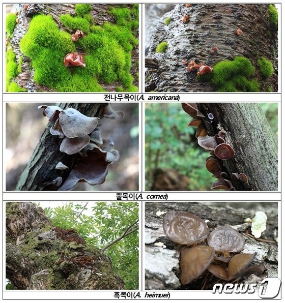 목이속(Auricularia) 버섯 5종의 생태사진© 뉴스1