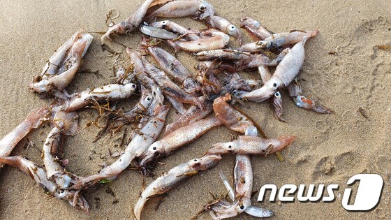 13일 경북 포항시 북구 영일대해수욕장 백사장에 오징어떼가 죽은 채 밀려나와 있다. 시민들은 