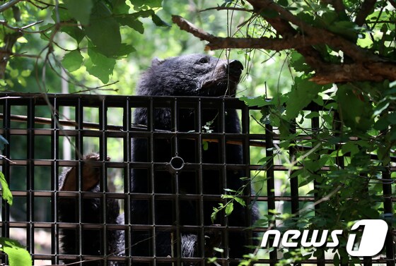 지난해 5월 19일 오후 울산 울주군 범서읍 한 농장에서 탈출한 반달가슴곰. 2021.5.19/뉴스1 © News1 윤일지 기자