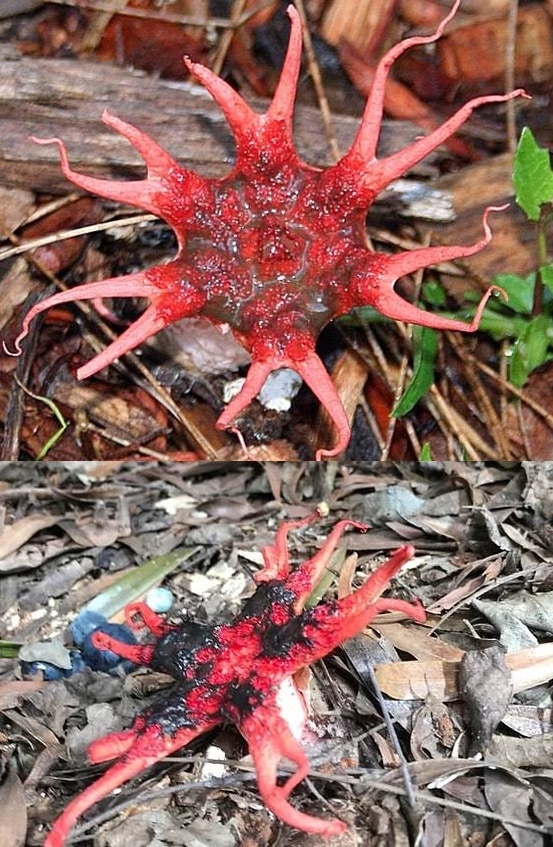 호주 네보산 등산객들이 공개한 악취 나는 버섯. (데일리메일 갈무리) © 뉴스1