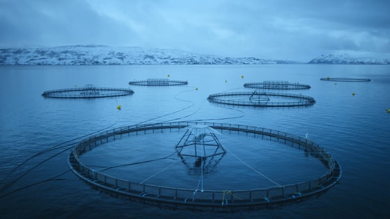 노르웨이 대서양 연어 양식장 © 뉴스1