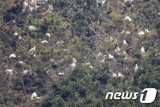 10일 경북 포항시 남구 포항공대 야산 소나무에 둥지를 튼 백로와 왜가리떼가 아침을 열고 있다. 2021.6.10/뉴스1 © News1 최창호 기자