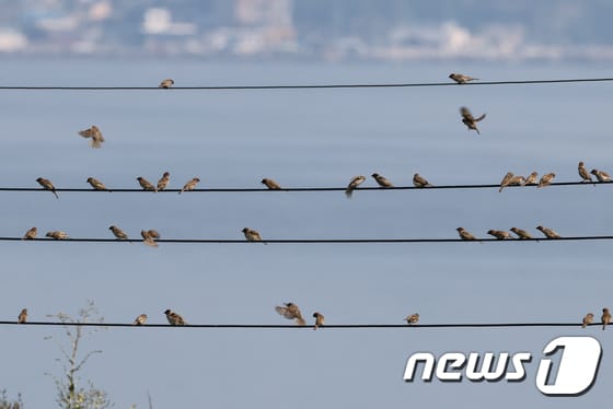 13일 경북 포항시 북구 흥해읍 칠포리 해안도로에 있는 전깃줄 위에서 참새들이 앉아 있다.  최창호 기자