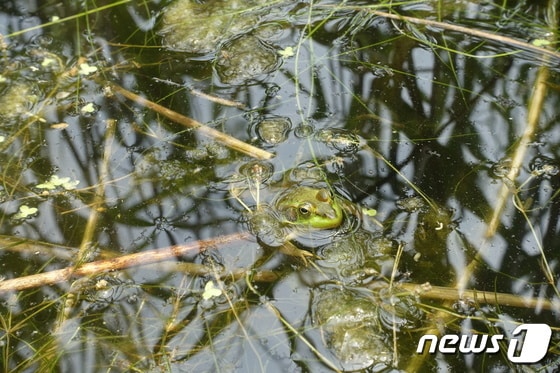 전북녹색연합은 군산시 새만금 수라갯벌에서 멸종위기 2급 양서류인 금개구리가 집단 번식하는 것으로 확인됐다고 밝혔다. (사진은 기사 내용과 무관함) / 뉴스1 © News1