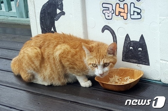깨끗하고 안전한 급식소 앞에서 밥을 먹고 있는 길고양이 (독자 제공) © 뉴스1