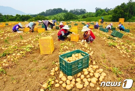 괴산군 감물면에서 감자수확이 한창이다.(괴산군 제공)© 뉴스1