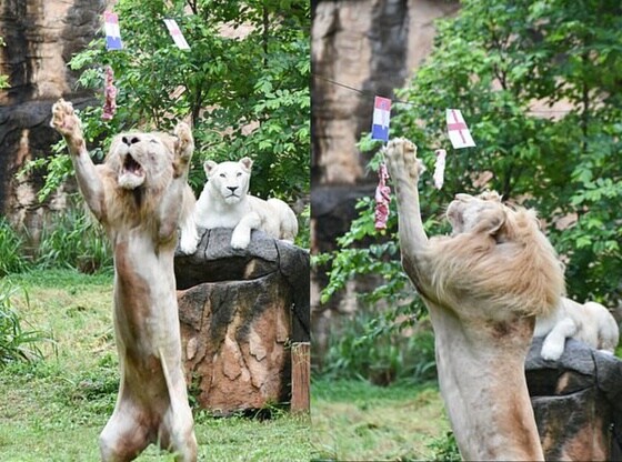 태국 동물원에 사는 알비노 사자 '보이'가 '유로2020' 승부 결과를 예측하고 있다. (VIRALPRESS 갈무리) © 뉴스1
