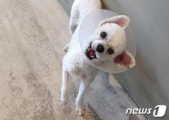 고무줄로 입이 묶인 채 발견됐지만 병원 치료를 받고 건강을 되찾은 강아지 (동물구조119 제공) © 뉴스1
