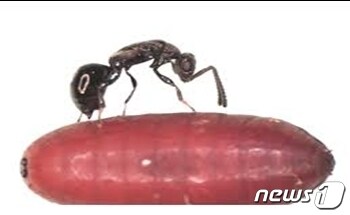 파리번데기에 알을 낳는 배노랑금좀벌(제주시 제공)© 뉴스1