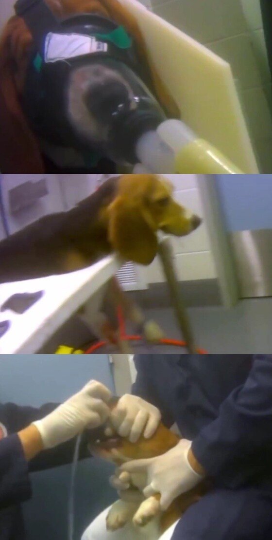 강제로 화학 실험에 투입된 비글들. (페이스북 갈무리) © 뉴스1