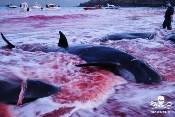 페로제도에서 오랜 전통인 고래 사냥이 올해도 이어져 지난 27일 바다가 붉게 물들었다. (씨 셰퍼드 인스타그램 갈무리) © 뉴스1