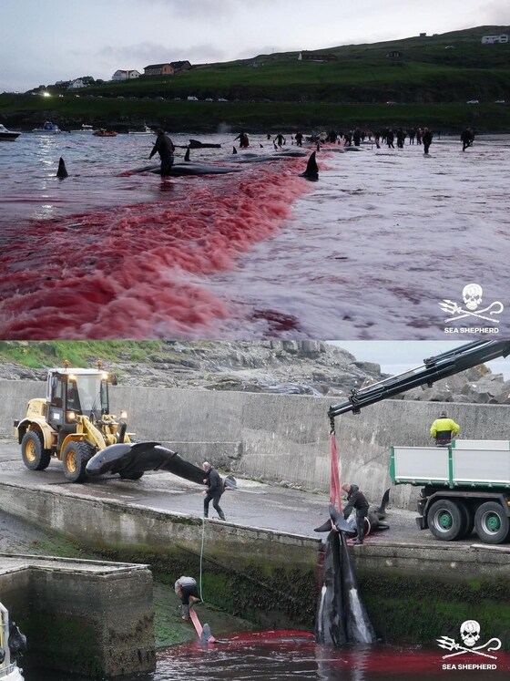 © 뉴스1지난 27일 페로제도에서 오랜 전통인 고래 사냥이 올해도 이어져 바다가 붉게 불들었다. (씨 셰퍼드 인스타그램 갈무리) © 뉴스1
