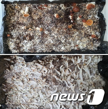 사진은 재배 중인 환각버섯 모습. (대검찰청 제공) 2021.6.9/뉴스1