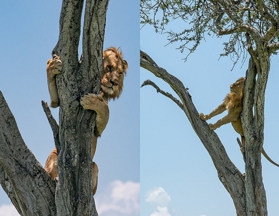 물소떼가 나타나자 나무 위로 피신한 사자가 긴장한 채 상황을 지켜보고 있다.(CATER NEWS 갈무리) © 뉴스1