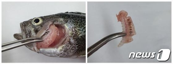 아가미흡충에 감염된 조피볼락(왼쪽)과 아기미흡충(해양수산부 제공)© 뉴스1