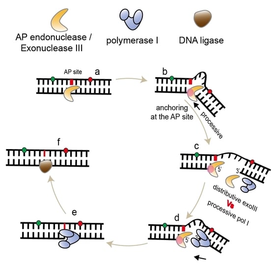 AP 핵산절단효소(AP endonuclease/ExoIII)와 DNA 중합효소(DNA polymerase)가 손상된 유전자의 염기를 복구하는 과정을 나타내는 모식도. (이광록 광주과학기술원 교수 제공) 2021.07.15 /뉴스1