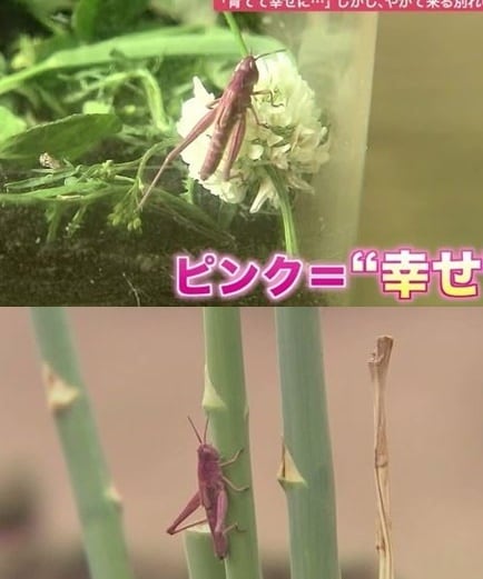 최근 일본 홋카이도에서 발견된 분홍색 메뚜기. (일본 방송 갈무리) © 뉴스1