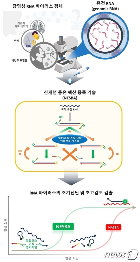RNA 바이러스 초고감도 검출 기술 연구 모식도(KAIST 제공) © 뉴스1