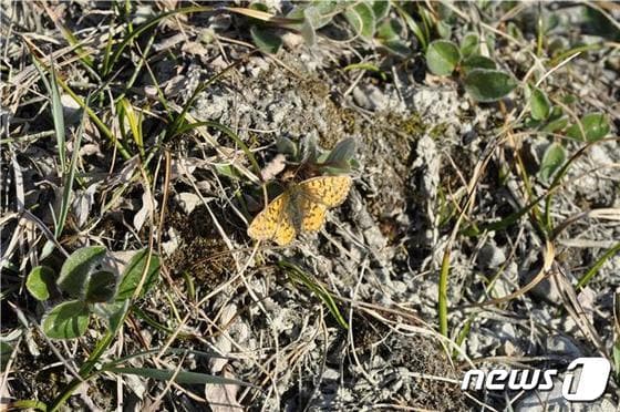 위도 82도 북극 그린란드에서 찾은 네발나비과 나비(극지연구소 제공)© 뉴스1
