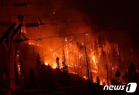 26일(현지시간) 미국 캘리포니아 트웨인에서 딕시 산불이 소나무를 태우며 번지고 있다. 딕시 산불은 지난 주말에 다른 화재와 합쳐져 약 809제곱킬로미터(서울 면적의 1.3배)를 태웠다. (사진은 기사 내용과 무관함) © AFP=뉴스1 © News1 이정후 기자