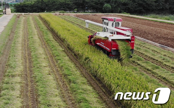 충남 예산에서 재배된 '빠르미'를 수확하고 있다. 2021.7.28/뉴스1 © News1 김기태 기자