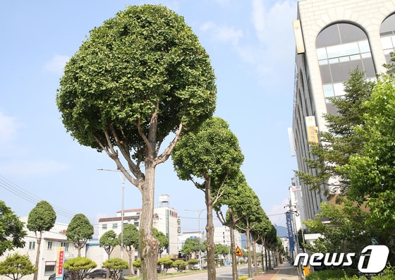 충주시의 명물이 된 은행나무 가로수.(자료사진)/© 뉴스1