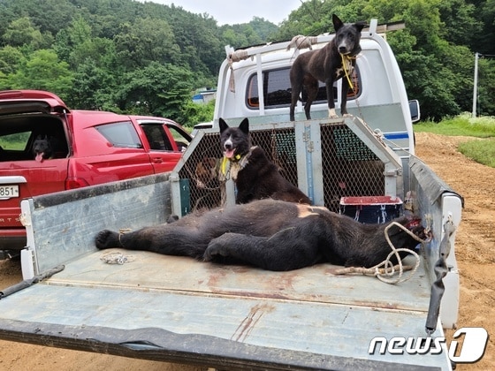 용인시의 한 사육농장을 탈출했다 사살된 반달가슴곰.(독자 제공) © News1  