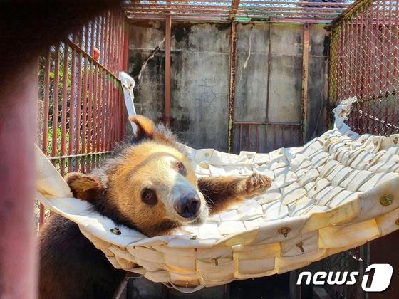 해먹에서 노는 사육곰의 모습. (출처 : 곰 보금자리 프로젝트 홈페이지) © 뉴스1
