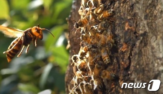 꿀벌을 주위를 날고 있는 말벌.(여수소방서 제공)/뉴스1 © News1 지정운 기자