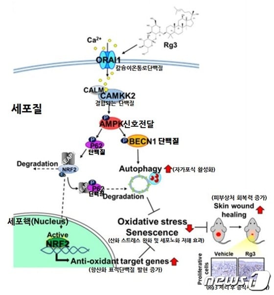 Rg3가 AMPK-매개 자가포식과 항산화 신호전달 활성화를 통해 세포노화를 저해하는 작용기전 모식도(그림제공:KBSI)© 뉴스1