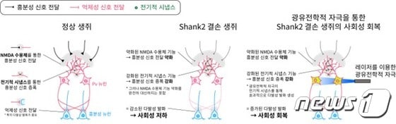 Shank2 결손 생쥐의 사회성 저하 및 광유전학 자극을 통한 회복 모식도(IBS 제공) ©뉴스1
