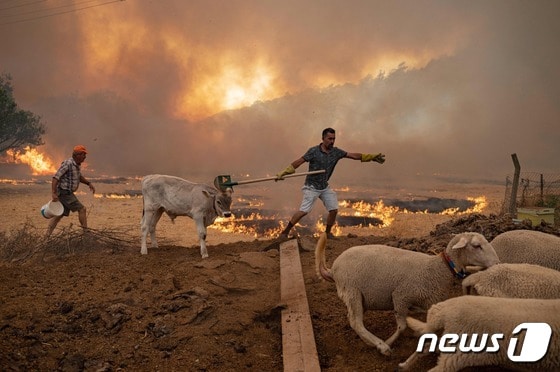 2일(현지시간) 산불이 1주일째 계속되고 있는 터키 물라 지역에서 불길이 다가오자 주민들이 양떼를 대피시키고 있다. © AFP=뉴스1 © News1 우동명 기자