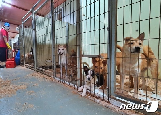 경기 광주시 동물보호소 용보협의 피보호견들 © 뉴스1 최서윤 기자