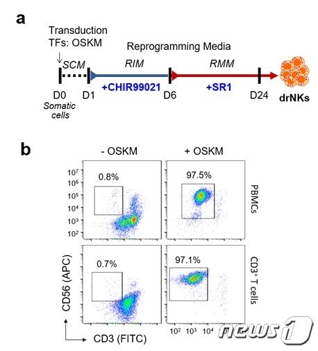a. drNK 생산 모식도. b. 리프로그래밍 배양을 통해 생산된 CD56+CD3-drNK의 대표적인 유세포 분석 결과(생명연 제공) © 뉴스1