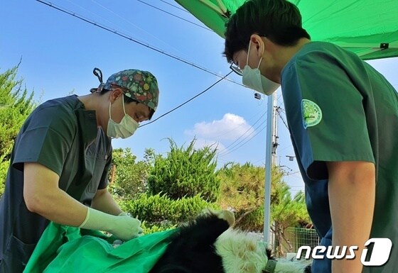 12일 경기 평택시의 한 동물쉼터에서 배재한 수의사(왼쪽)가 수의료봉사를 하고 있다. © 뉴스1 최서윤 기자