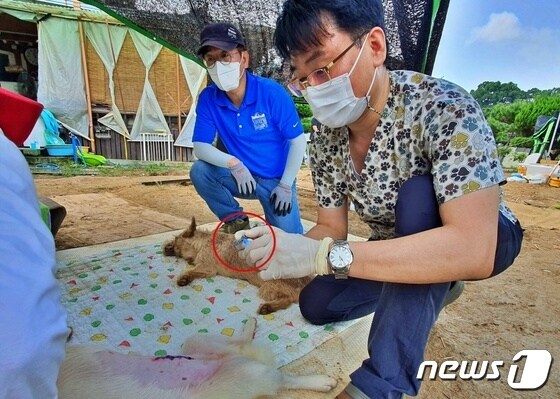 양철호 수의사(오른쪽)가 12일 경기 평택시 한 유기견쉼터에서 중성화 수술을 완료한 개에게 문신용 염료를 묻히고 있다. © 뉴스1 최서윤 기자